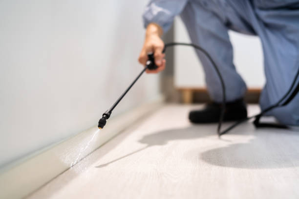 Bed Bug Pre-Treatment Preparation Assessment in Clearwater